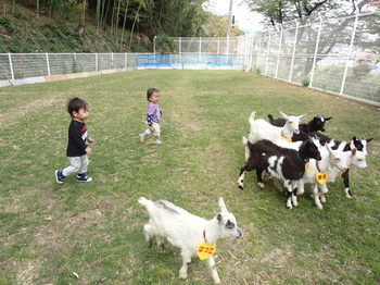 290428 ヤギふれあい (2).JPGのサムネール画像